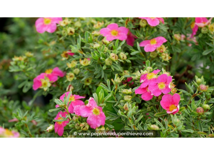 POTENTILLA fruticosa 'Bellissima'®