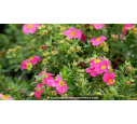 POTENTILLA fruticosa 'Bellissima'®
