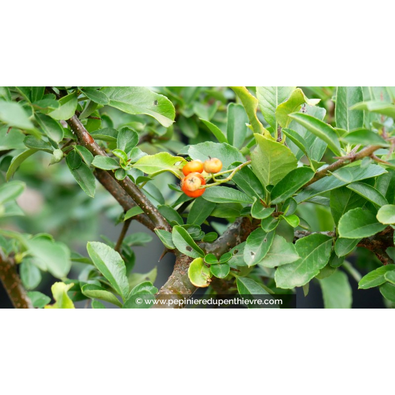 PYRACANTHA 'Orange Glow'