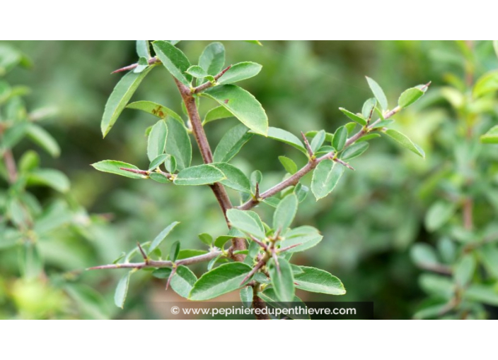 PYRACANTHA 'Orange Glow'