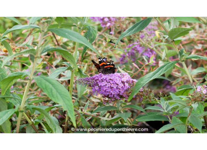 BUDDLEJA davidii 'Pink'