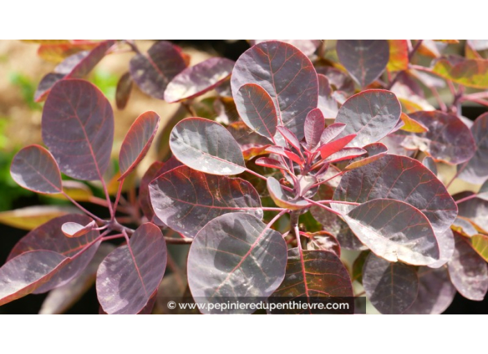 COTINUS coggygria 'Rubrifolia'