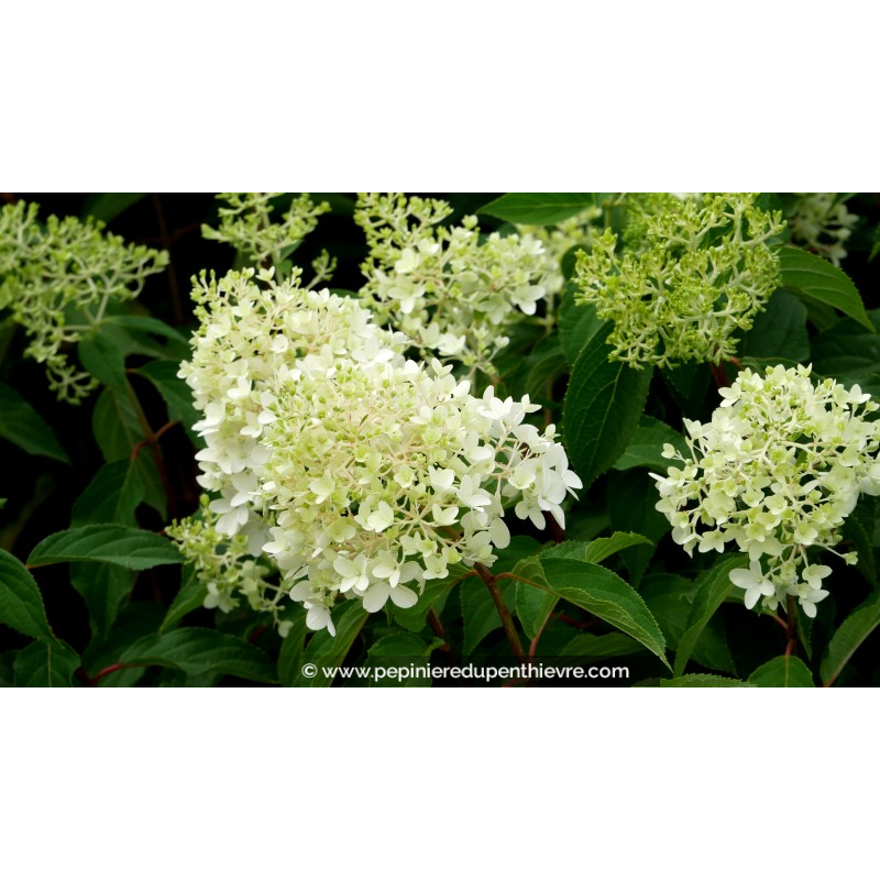 HYDRANGEA paniculata 'Pinkachu'®