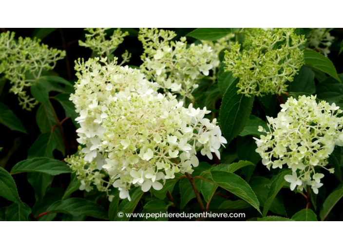 HYDRANGEA paniculata 'Pinkachu'®