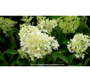 HYDRANGEA paniculata 'Pinkachu'®