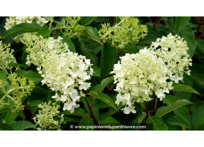 HYDRANGEA paniculata 'Pinkachu'®