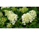 HYDRANGEA paniculata 'Pinkachu'®