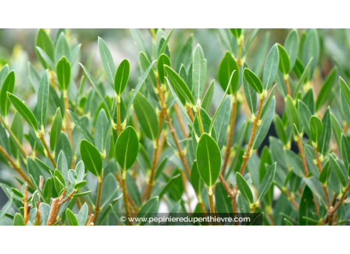 PHILLYREA angustifolia 'Green Ball'