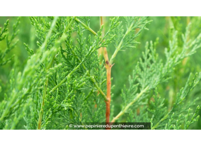 CUPRESSOCYPARIS leylandii 'Oger'