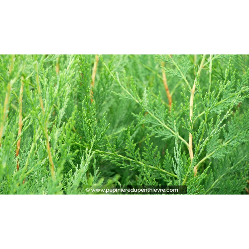 CUPRESSOCYPARIS leylandii 'Oger'