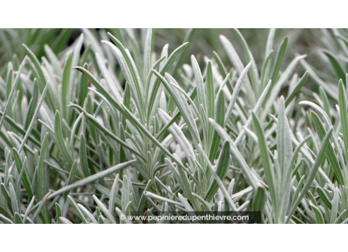 LAVANDULA intermedia 'Dutch Lavender'