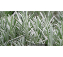 LAVANDULA intermedia 'Dutch Lavender'