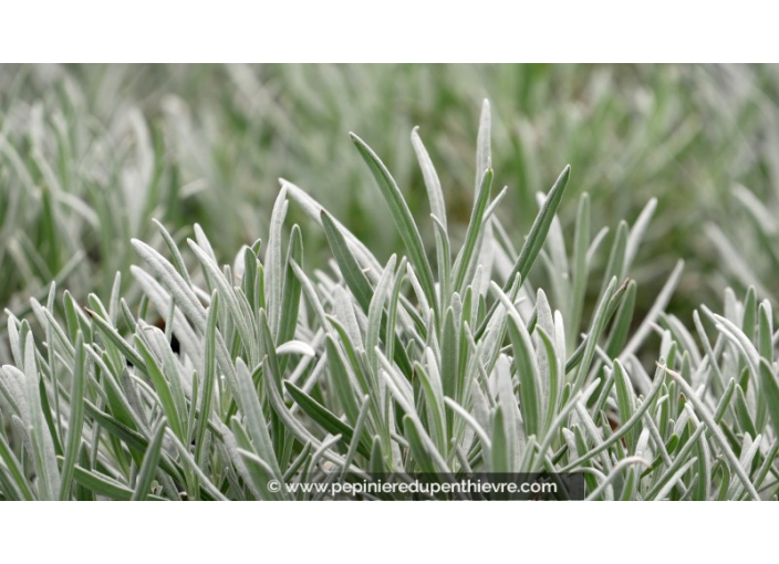 LAVANDULA intermedia 'Dutch Lavender'