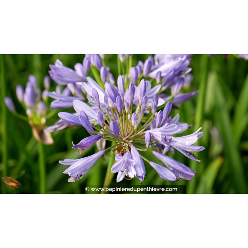 AGAPANTHUS 'Pitchoune Blue'®