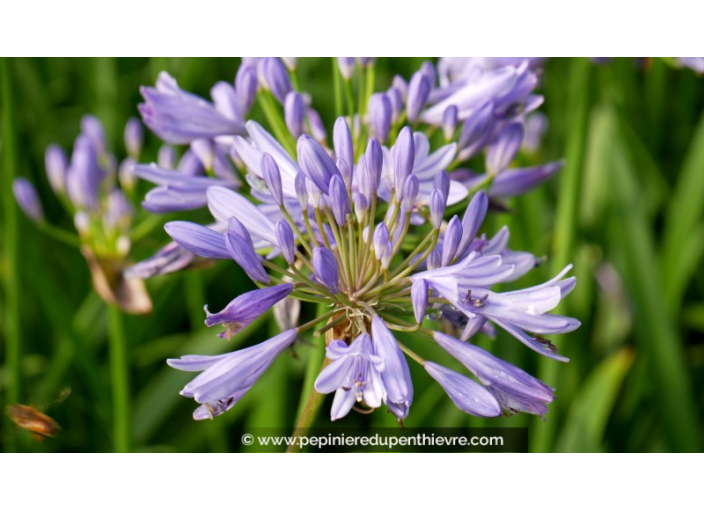 AGAPANTHUS 'Pitchoune Blue'®