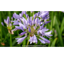 AGAPANTHUS 'Pitchoune Blue'® AGAPANTHUS 'Pitchoune Blue'®