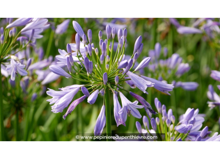 AGAPANTHUS 'Pitchoune Blue'® AGAPANTHUS 'Pitchoune Blue'®