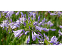 AGAPANTHUS 'Pitchoune Blue'® AGAPANTHUS 'Pitchoune Blue'®