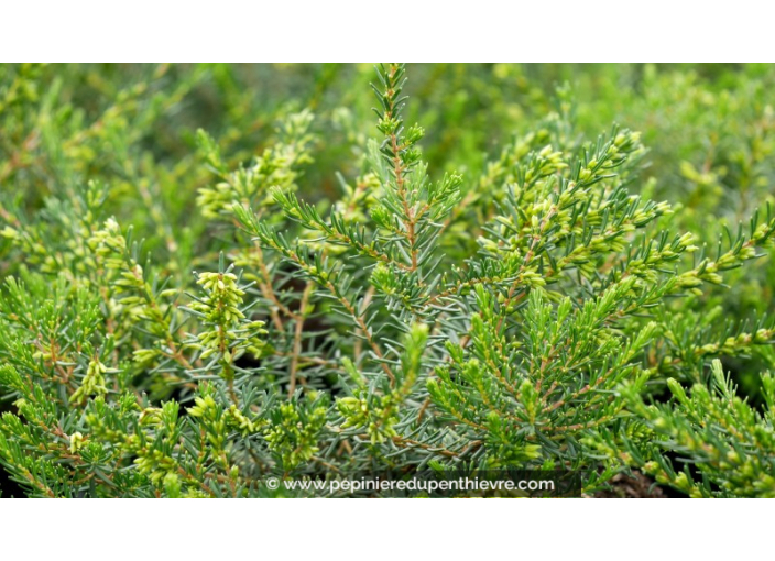 ERICA x darleyensis 'Silberschmelze'