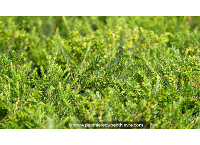 ERICA x darleyensis 'Silberschmelze'
