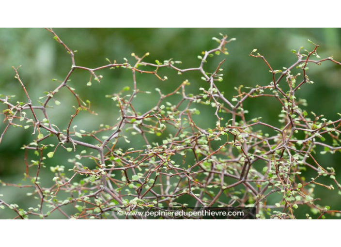 MUEHLENBECKIA astonii