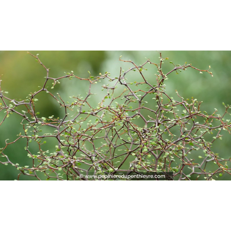 MUEHLENBECKIA astonii