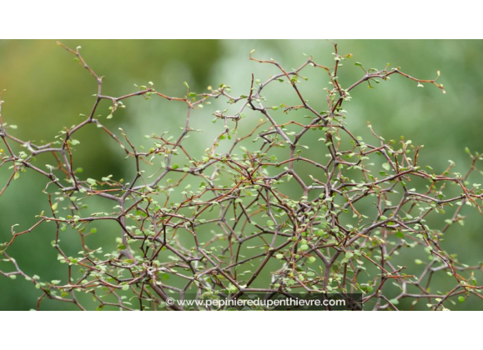 MUEHLENBECKIA astonii