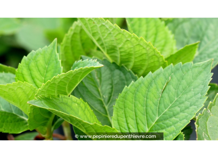 HYDRANGEA macrophylla 'Glowing Embers'