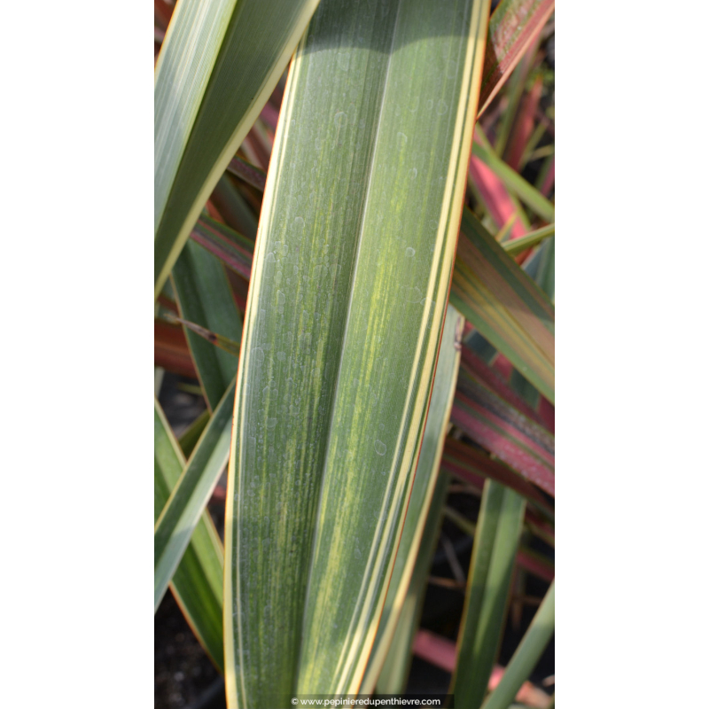 PHORMIUM tenax 'Wings of Gold'