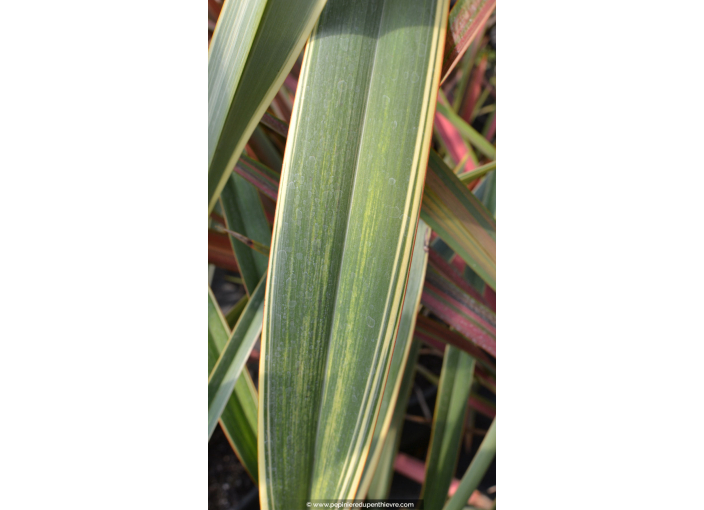 PHORMIUM tenax 'Wings of Gold'