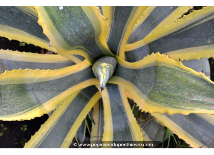 AGAVE americana