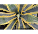 AGAVE americana