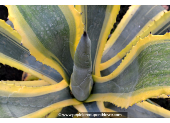 AGAVE americana