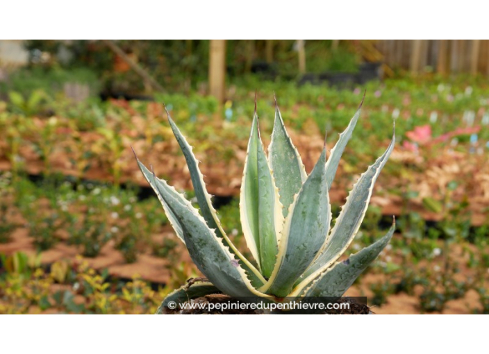 AGAVE americana