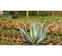 AGAVE americana