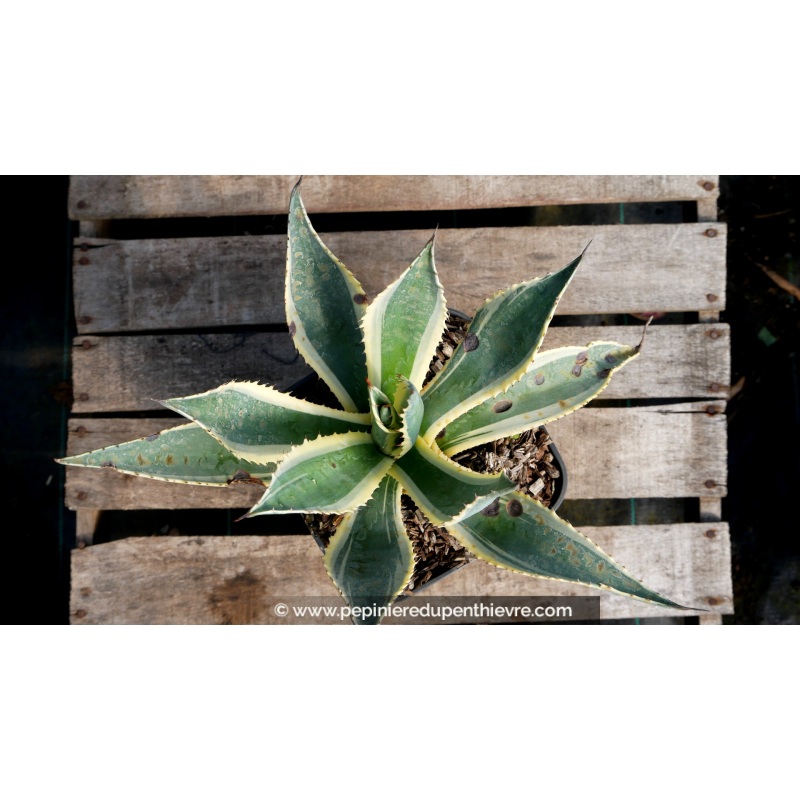 AGAVE americana