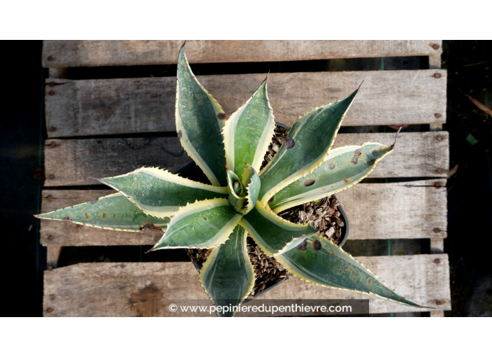 AGAVE americana