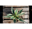 AGAVE americana