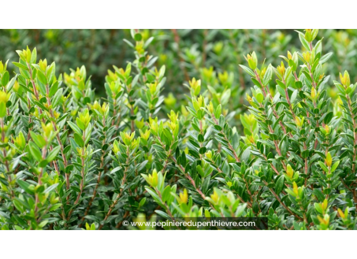 MYRTUS communis 'Tarentina'
