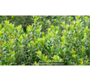 MYRTUS communis 'Tarentina'