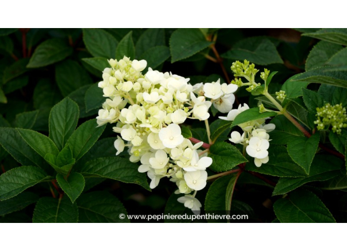 HYDRANGEA paniculata 'Sundae Fraise'®