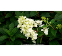 HYDRANGEA paniculata 'Sundae Fraise'®