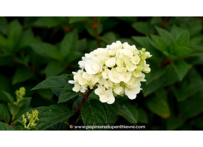 HYDRANGEA paniculata 'Sundae Fraise'®