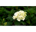 HYDRANGEA paniculata 'Sundae Fraise'®