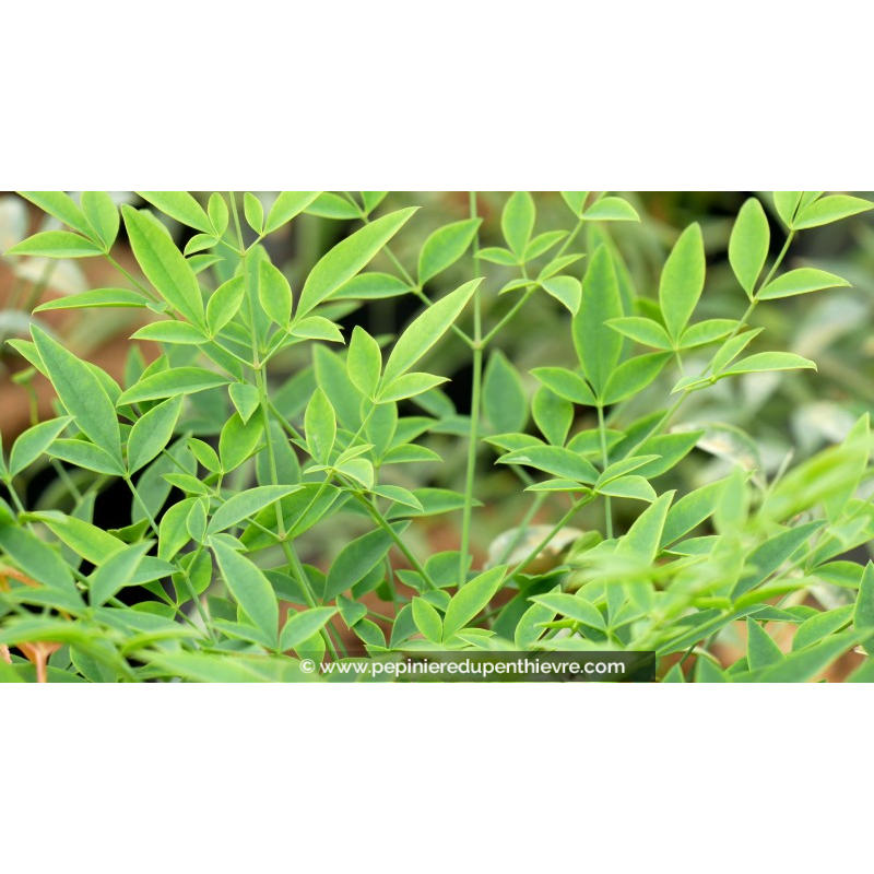 NANDINA domestica 'Richmond'