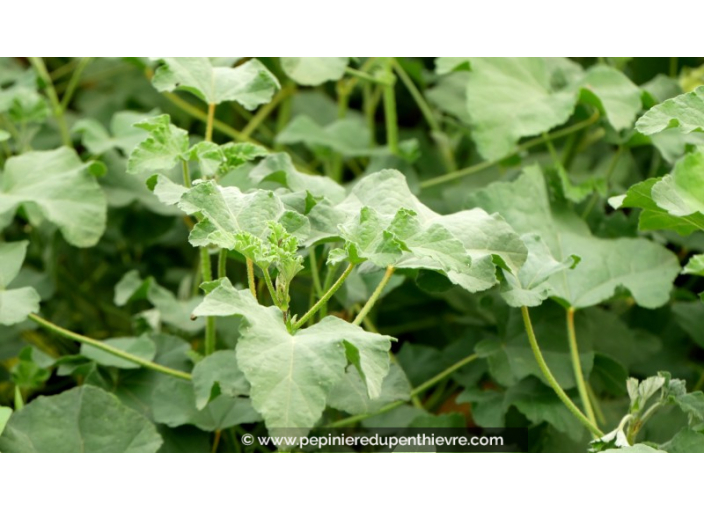 LAVATERA olbia 'Rosea'
