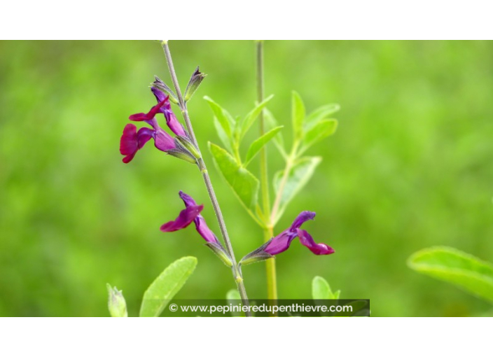 SALVIA 'Papillon de Nuit'
