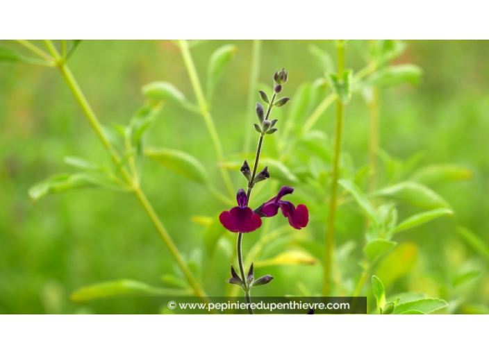 SALVIA 'Papillon de Nuit'