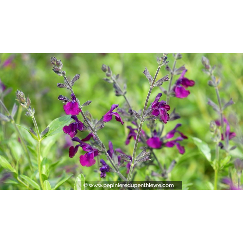 SALVIA 'Papillon de Nuit'