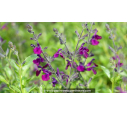 SALVIA 'Papillon de Nuit'
